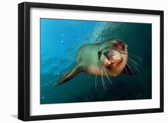 Seal Up Close-Lantern Press-Framed Art Print