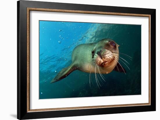 Seal Up Close-Lantern Press-Framed Art Print