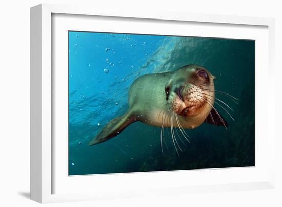 Seal Up Close-Lantern Press-Framed Art Print