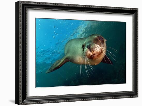 Seal Up Close-Lantern Press-Framed Art Print