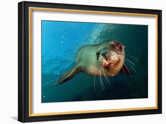 Seal Up Close-Lantern Press-Framed Art Print