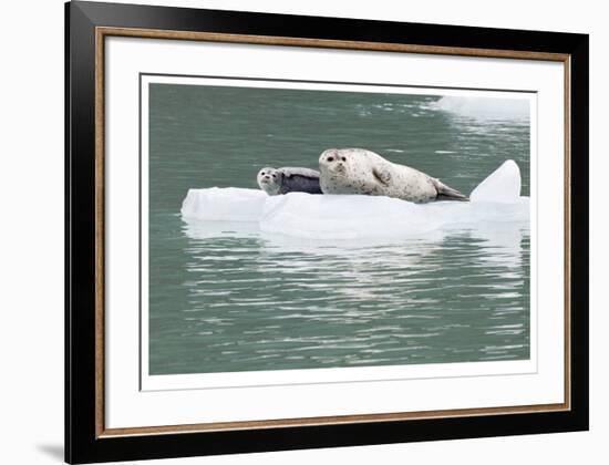 Seal With Pup On Iceberg-Donald Paulson-Framed Giclee Print