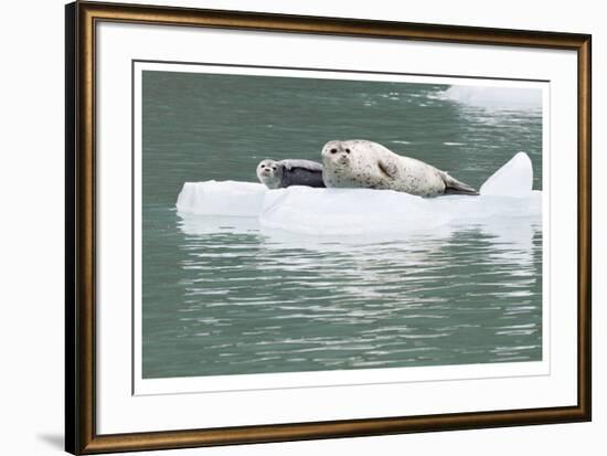 Seal With Pup On Iceberg-Donald Paulson-Framed Giclee Print