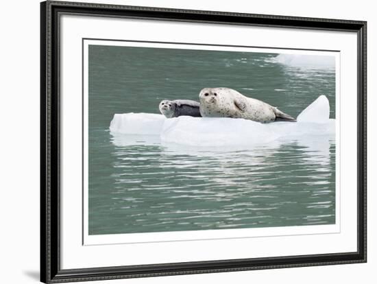 Seal With Pup On Iceberg-Donald Paulson-Framed Giclee Print