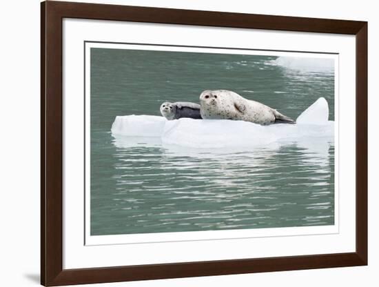 Seal With Pup On Iceberg-Donald Paulson-Framed Giclee Print