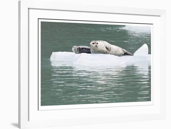 Seal With Pup On Iceberg-Donald Paulson-Framed Giclee Print