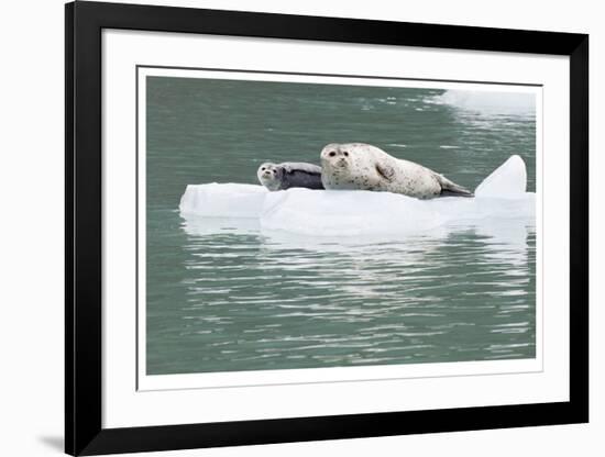 Seal With Pup On Iceberg-Donald Paulson-Framed Giclee Print