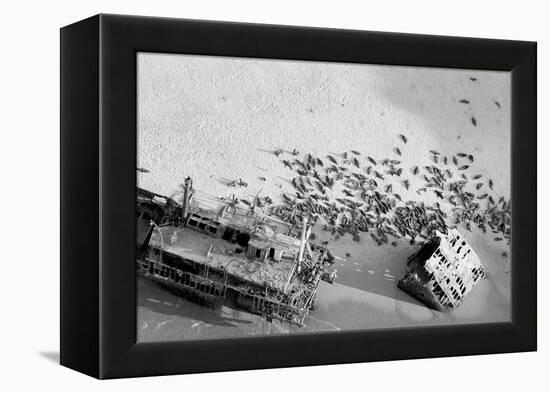 Seal Wreck-Howard Ruby-Framed Premier Image Canvas