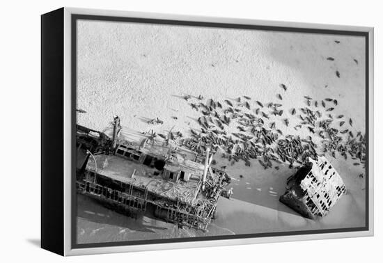 Seal Wreck-Howard Ruby-Framed Premier Image Canvas