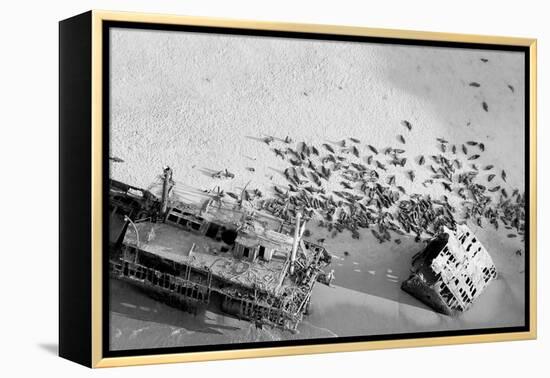 Seal Wreck-Howard Ruby-Framed Premier Image Canvas