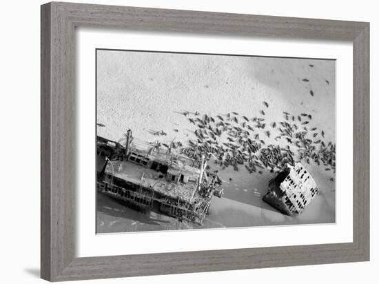 Seal Wreck-Howard Ruby-Framed Photographic Print