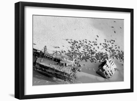 Seal Wreck-Howard Ruby-Framed Photographic Print
