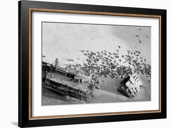 Seal Wreck-Howard Ruby-Framed Photographic Print