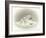 Seal-Peggy Harris-Framed Giclee Print