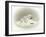 Seal-Peggy Harris-Framed Giclee Print