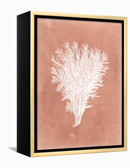 Sealife on Coral II-Vision Studio-Framed Stretched Canvas