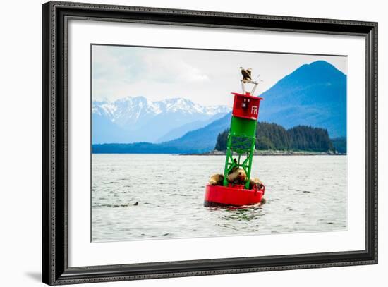 Seals and Bald Eagles on the inside Passage near Juneau, Alaska.-Kushal Bose-Framed Photographic Print