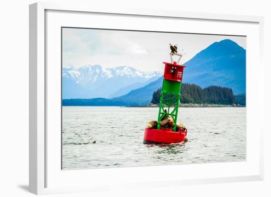 Seals and Bald Eagles on the inside Passage near Juneau, Alaska.-Kushal Bose-Framed Photographic Print