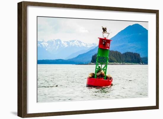 Seals and Bald Eagles on the inside Passage near Juneau, Alaska.-Kushal Bose-Framed Photographic Print