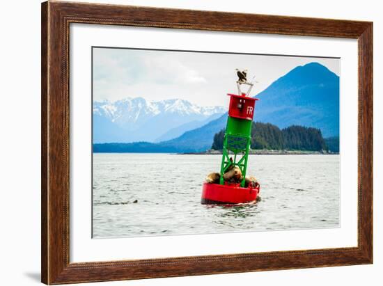 Seals and Bald Eagles on the inside Passage near Juneau, Alaska.-Kushal Bose-Framed Photographic Print