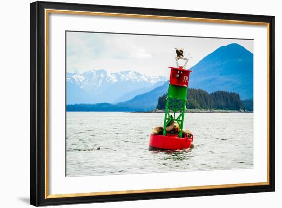 Seals and Bald Eagles on the inside Passage near Juneau, Alaska.-Kushal Bose-Framed Photographic Print