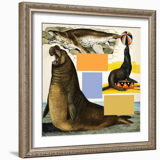 Seals and Sea-Lions, Including Seal Balancing Ball on Nose-Arthur Oxenham-Framed Giclee Print