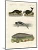 Seals and Walruses-null-Mounted Giclee Print