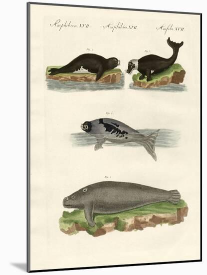 Seals and Walruses-null-Mounted Giclee Print