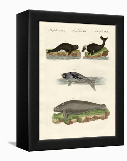 Seals and Walruses-null-Framed Premier Image Canvas