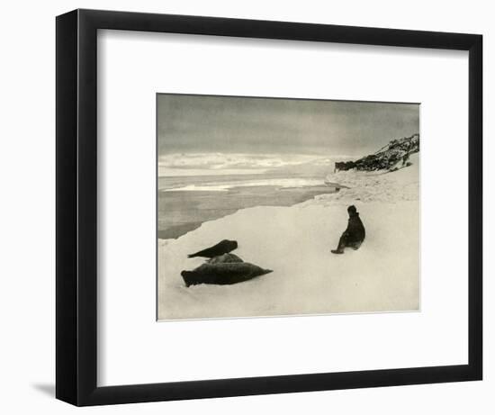 'Seals at the Ice-Edge', c1908, (1909)-Unknown-Framed Photographic Print