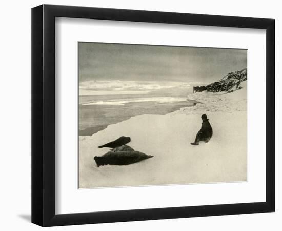 'Seals at the Ice-Edge', c1908, (1909)-Unknown-Framed Photographic Print