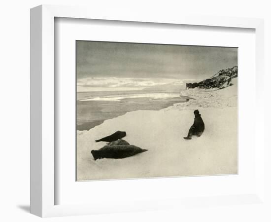 'Seals at the Ice-Edge', c1908, (1909)-Unknown-Framed Photographic Print