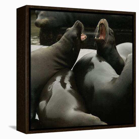 Seals Compete for Dock Space on Pier 39-null-Framed Premier Image Canvas