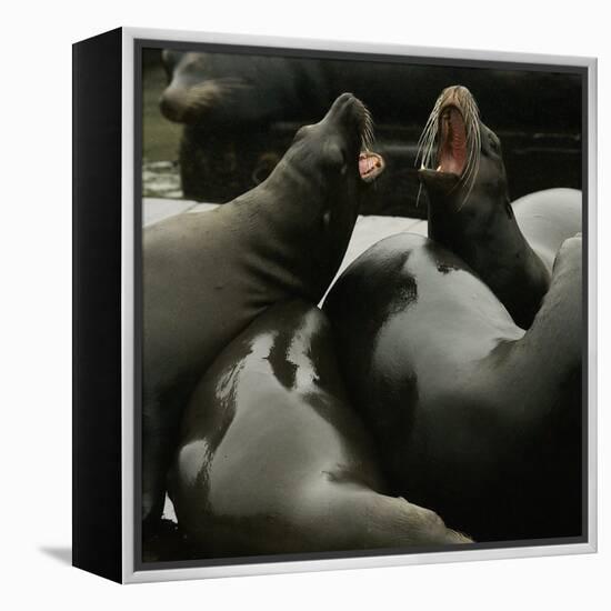 Seals Compete for Dock Space on Pier 39-null-Framed Premier Image Canvas