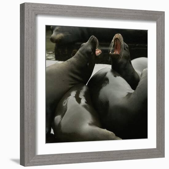 Seals Compete for Dock Space on Pier 39-null-Framed Photographic Print