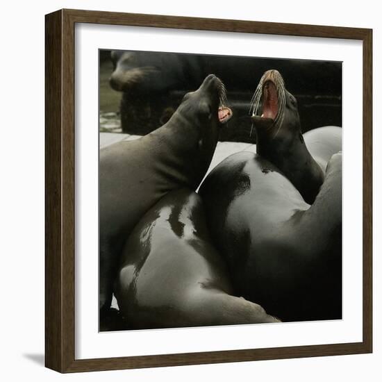 Seals Compete for Dock Space on Pier 39-null-Framed Photographic Print