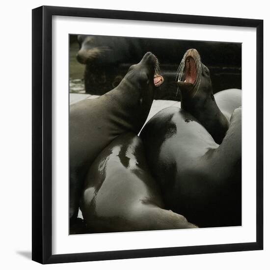 Seals Compete for Dock Space on Pier 39-null-Framed Photographic Print