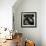 Seals Compete for Dock Space on Pier 39-null-Framed Photographic Print displayed on a wall