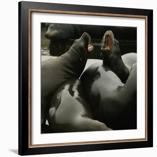 Seals Compete for Dock Space on Pier 39-null-Framed Photographic Print