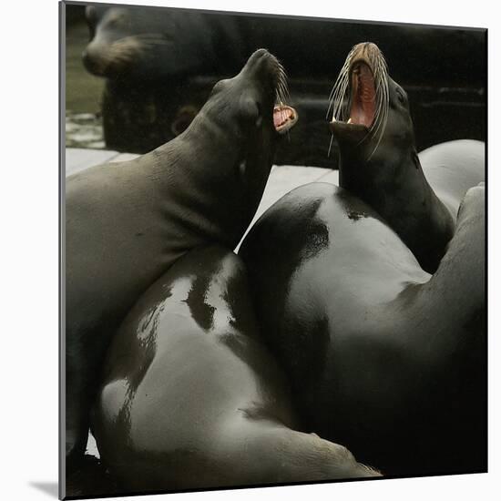 Seals Compete for Dock Space on Pier 39-null-Mounted Photographic Print