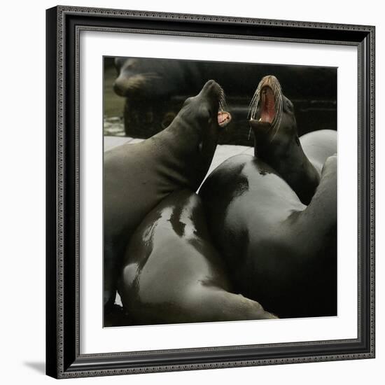 Seals Compete for Dock Space on Pier 39-null-Framed Photographic Print