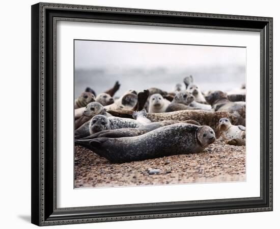 Seals on the Blakney Point Reserve-null-Framed Photographic Print