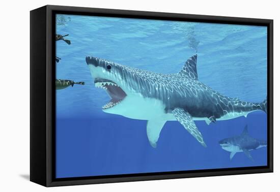 Seals Race to Get Away from a Giant Megalodon Shark-null-Framed Stretched Canvas