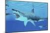 Seals Race to Get Away from a Giant Megalodon Shark-null-Mounted Art Print