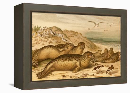 Seals-F.W. Kuhnert-Framed Stretched Canvas