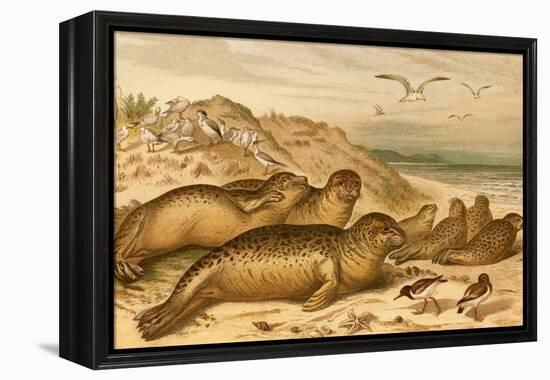 Seals-F.W. Kuhnert-Framed Stretched Canvas