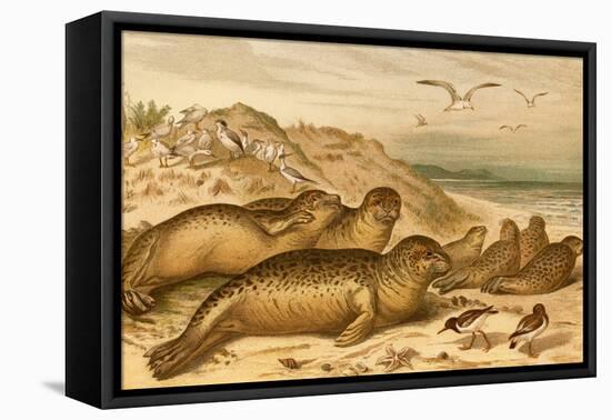 Seals-F.W. Kuhnert-Framed Stretched Canvas