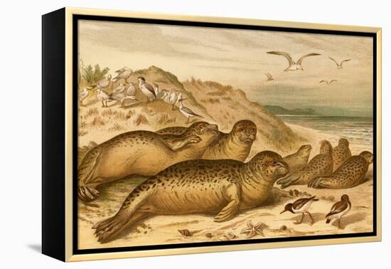 Seals-F.W. Kuhnert-Framed Stretched Canvas