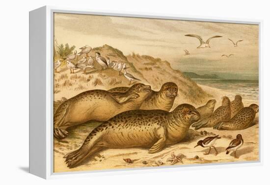 Seals-F.W. Kuhnert-Framed Stretched Canvas