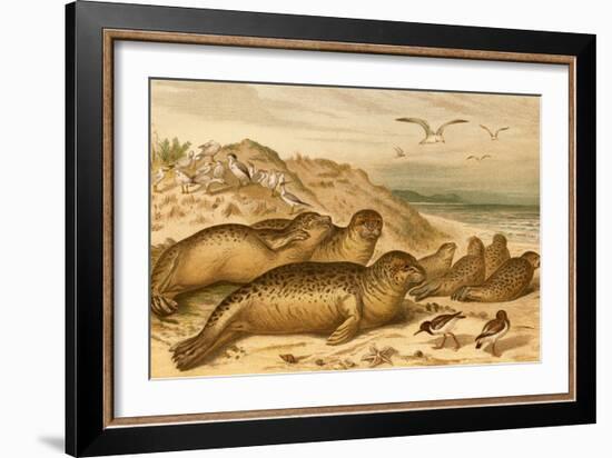 Seals-F.W. Kuhnert-Framed Art Print